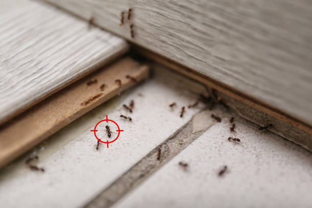 Best Local Pest Control Services  in Warren, OH